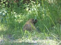 Female groundhog near Headquarters, Unexpected Wildlife Refuge photo
