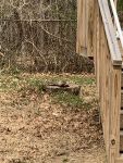 Groundhog at HQ, Unexpected Wildlife Refuge photo
