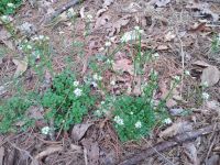 Hairy bittercress, Unexpected Wildlife Refuge photo