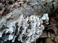 Hen of the woods, Unexpected Wildlife Refuge photo