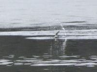 Female hooded merganser diving, Unexpected Wildlife Refuge photo