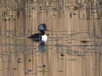 Male hooded merganser, Unexpected Wildlife Refuge photo