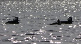 Hooded mergansers on main pond, Unexpected Wildlife Refuge photo