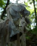 Indian pipe, Unexpected Wildlife Refuge photo