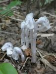 Indian pipe, Unexpected Wildlife Refuge photo