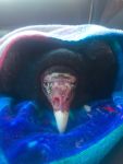 Injured turkey vulture, Unexpected Wildlife Refuge photo