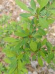 Japanese barberry, Unexpected Wildlife Refuge photo