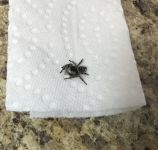 Jumping spider in Miller House, Unexpected Wildlife Refuge photo