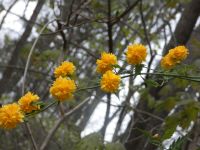 Kerria, Unexpected Wildlife Refuge photo