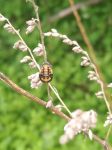 Ladybug pupa, Unexpected Wildlife Refuge photo