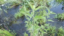 Late boneset, Unexpected Wildlife Refuge photo