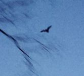 Little brown bat, Unexpected Wildlife Refuge photo