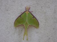 Male Luna moth at Miller House, Unexpected Wildlife Refuge photo