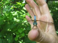 Male blue dasher dragonfly, photo by Dave Sauder