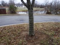 Tree protected by wire