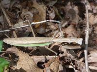 Mantis, Unexpected Wildlife Refuge photo
