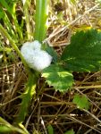 Meadow spittlebug nest, Unexpected Wildlife Refuge photo