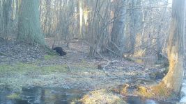 American mink and north American river otters, Unexpected Wildlife Refuge trail camera photo