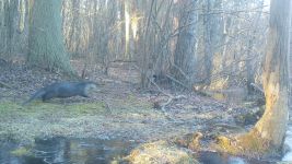 North American otter, Unexpected Wildlife Refuge trail camera photo