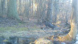 American mink and north American river otters, Unexpected Wildlife Refuge trail camera photo