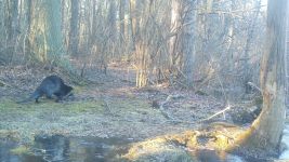 American mink and north American river otters, Unexpected Wildlife Refuge trail camera photo