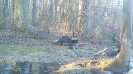 American mink and north American river otters, Unexpected Wildlife Refuge trail camera photo