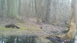 American mink, Unexpected Wildlife Refuge trail camera photo