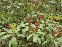 Mountain laurel, Unexpected Wildlife Refuge photo