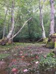 Muddy Bog with autumn colors, Unexpected Wildlife Refuge photo