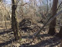 Beaver lodge in Mullica Hill, NJ, Unexpected Wildlife Refuge photo