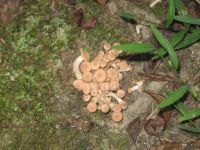 Mushrooms along trail, photo by Dave Sauder