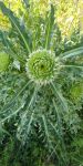 Musk thistle, Unexpected Wildlife Refuge photo