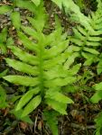 Netted chain fern, Unexpected Wildlife Refuge photo