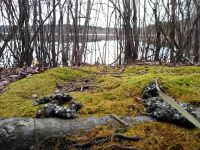 North American river otter scat, Unexpected Wildlife Refuge photo