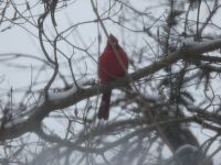 Northern cardinal, Unexpected Wildlife Refuge photo