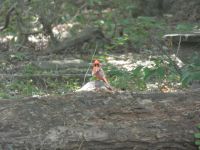 Young male cardinal grooming, Unexpected Wildlife Refuge photo