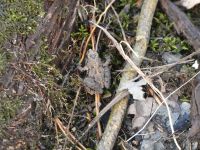 Northern cricket frog on Bluebird Trail, Unexpected Wildlife Refuge photo