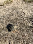 Red-bellied turtle hatchling, Unexpected Wildlife Refuge photo