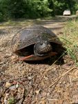 Northern red-bellied turtle, Unexpected Wildlife Refuge photo
