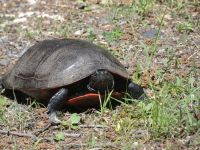 Northern red-bellied turtle seeking nesting site near Headquarters, Unexpected Wildlife Refuge photo