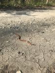 Northern redbelly snake, Unexpected Wildlife Refuge photo