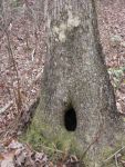 Hole in oak tree, Unexpected Wildlife Refuge photo