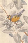 Oriole drawing by Edmund J Sawyer, father of Hope Sawyer Buyukmihci, Refuge-co-founder