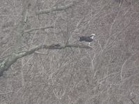 Osprey overlooking main pond, Unexpected Wildlife Refuge photo