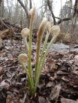 Ostrich fern shoots, Unexpected Wildlife Refuge photo