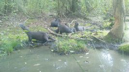 Otter family, trail camera photo