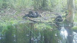 Otter family, trail camera photo