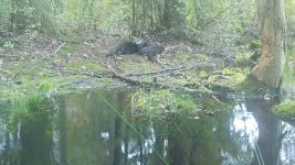 Otter family, trail camera photo