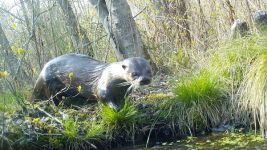 North American river otter, Unexpected Wildlife Refuge trail camera photo