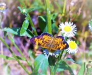 Pearl crescent butterfly, Unexpected Wildlife Refuge photo